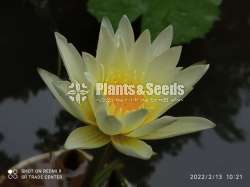 Water Lilly collection