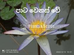 Water Lilly collection