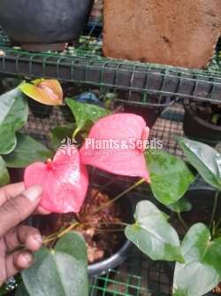 Akadi Anthurium (Mother plants)
