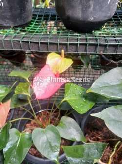 Akadi Anthurium (Mother plants)