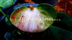 Anthurium Flash (ෆැලැශ් මව් ශාකය)