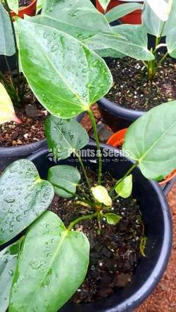 Anthurium Flash (ෆැලැශ් මව් ශාකය)