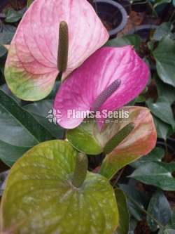 Anthurium - Cawali seed compot