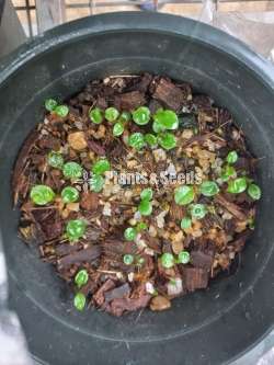 Anthurium - Cawali seed compot