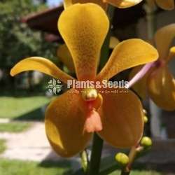 Orchid Com-Pots