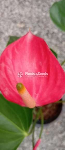 Piyas Anthurium 