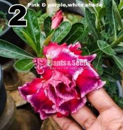 Adenium Package (ආඩේනියම් )