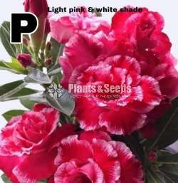 Adenium Package (ආඩේනියම් )