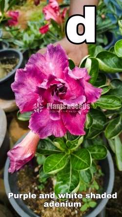 Adenium Package (ආඩේනියම් )
