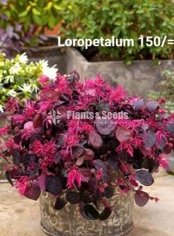 Loropetalum flower plant