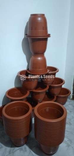 Plastic pots for Anthurium