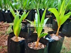 Hybrid Coconut Plants