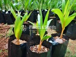 Hybrid Coconut Plants