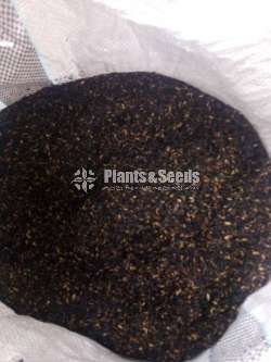 Rice husk charcol 