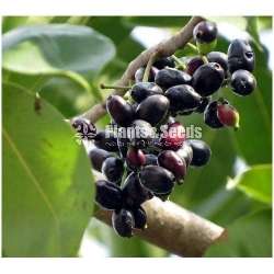 Bankok Madanc(බැංකොක් මාදං )