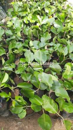 Bankok Madanc(බැංකොක් මාදං )