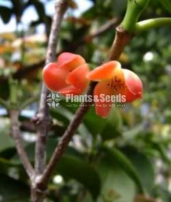 Garcinia(වීරපාන ගොරකා)