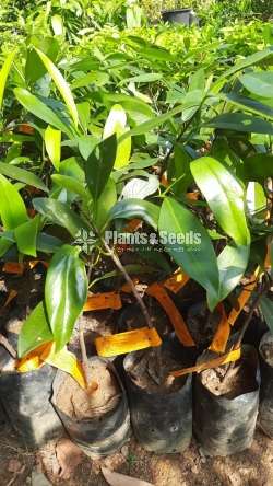 Garcinia(වීරපාන ගොරකා)