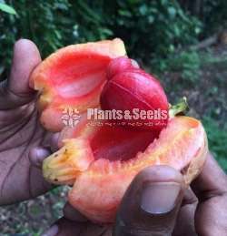 Garcinia(වීරපාන ගොරකා)
