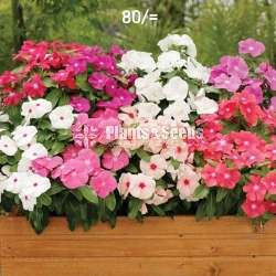 Vinka Plants 