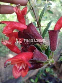 Lipstick Plants