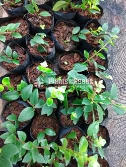 Lipstick Plants
