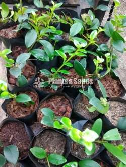 Lipstick Plants