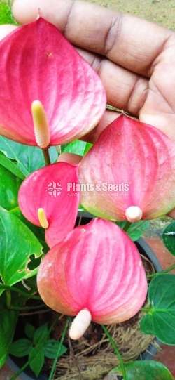 Good luck Anthurium 
