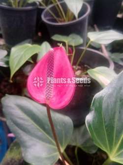 Pepper bug Anthurium 