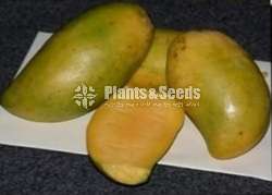 Gira Aba (ගිරා අඹ)