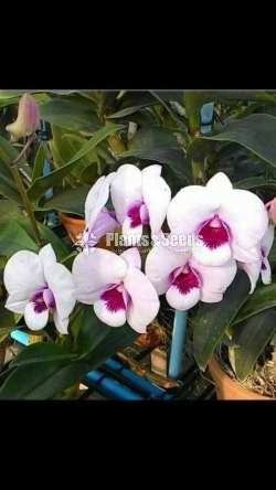 ORCHIDS (Thailand)