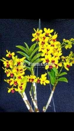 ORCHIDS (Thailand)