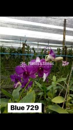 ORCHIDS (Thailand)