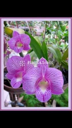ORCHIDS (Thailand)