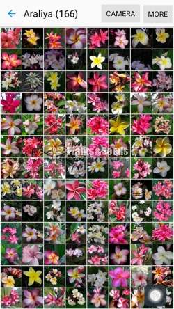 Araliya plants for Sale (අරලිය )