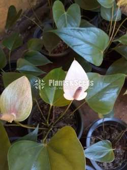 Alexia violet  Anthurium