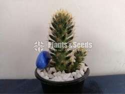 Cactus Collection