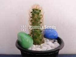 Cactus Collection