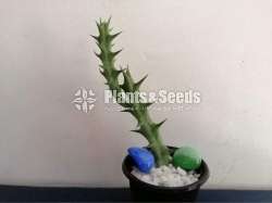Cactus Collection