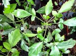 Munronia pinnata (බිං කොහොඹ)