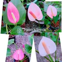 Anthurium package for sale