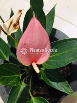 Pink Lilly Anthurium