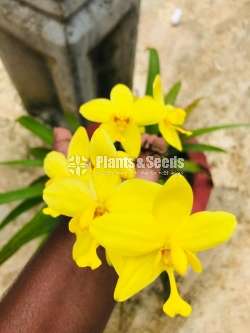 Ground Orchids