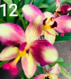 Ground Orchids