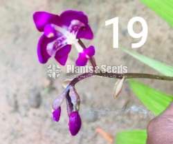 Ground Orchids