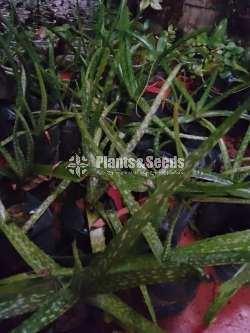 බෙහෙත් කෝමාරිකා (Komarika)