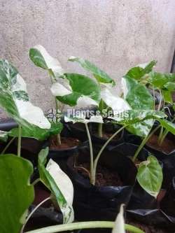 Alocasia macrorrhizos