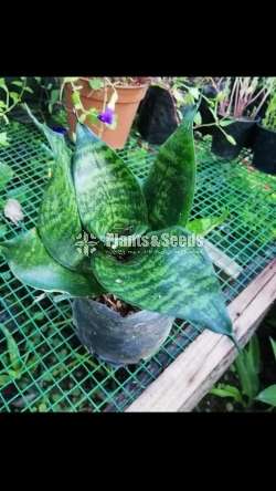 Sansevieria types for sale 