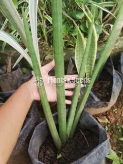 Sansevieria types for sale