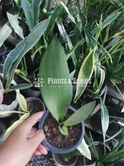 Sansevieria types for sale